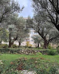 贝西奇Paradise Apartments Becici的建筑前的一群树木