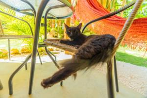 BombitaCasita Chinola - Playa El Encuentro的坐在椅子上的一个黑猫