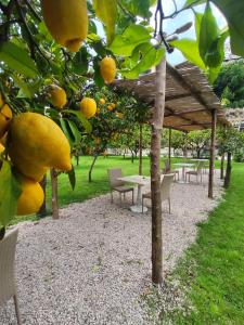 米诺利Casa Amorino的一群桌子和椅子,在树下,有橘子