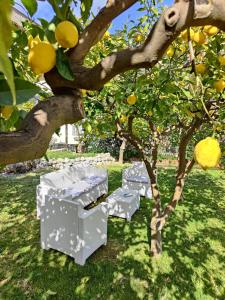 米诺利Casa Amorino的一组坐在柠檬树下的盒子