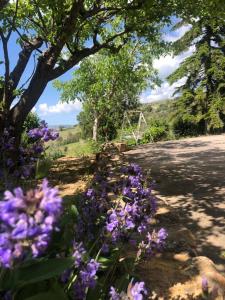 Gagliano CastelferratoLa Casa Delle Olive的路旁的一束紫色花