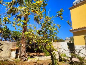 阿沃拉Villa Gioia Relais的旁边一棵树,上面有黄色的水果