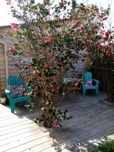 卡布尔O Douceurs Sucrées Cabourg的树上有一棵红花,甲板上摆放着两把椅子