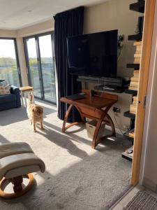 莱普斯通Sea breeze Exmouth的一只猫在带电视的客厅里散步