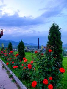伊杰万Guest house Ijevan's Garden的山丘上一片红花和树木