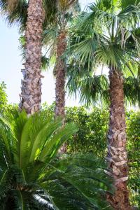 马利耶Villa Lazzari B&B Tra i due Mari的花园里的棕榈树
