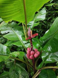卡维塔Papaya Wildlife Lodge的一种植物,有红色的花朵和绿色的叶子