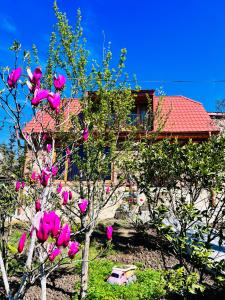 库塔伊西Sunshine House的一座房子前面一棵有粉红色玫瑰的树