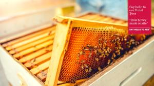 埃森Ramada by Wyndham Essen的蜂箱里的一群蜜蜂