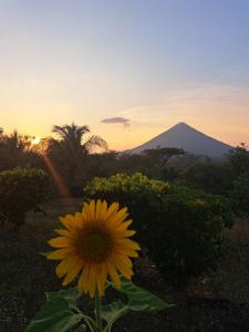 AltagraciaHostel Santa Cruz Ometepe的山地的向日葵