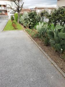卢卡Casa vacanze Orsi的院子里的一条带仙人掌和植物的车道