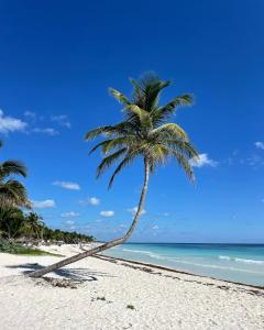 图卢姆Chavez Eco Beach Camping and Cabañas的海滩上的棕榈树与大海