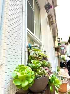 台南乐寓18号的一组盆栽植物,位于窗户边