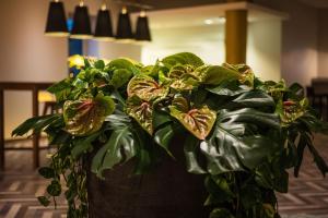 杜塞尔多夫杜塞尔多夫机场谢拉顿酒店的房间里的锅里的绿色植物