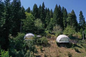 K'edaAjara Glamping Kokotauri的森林中间的2个帐篷