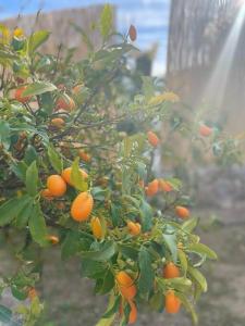 蒙达The Nook at Monda的橘子树上有很多橙子