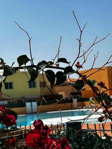 科拉雷侯LOS DELFINES的游泳池前红花的枝条