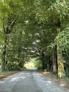 BallyorganBallyhoura Forest Home的两边有树木的道路