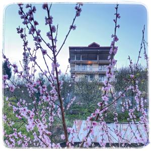 马拉里La Heim Hostels的一座建筑物前有粉红色花的树