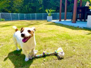 下田一棟貸別荘! Ohama Beach House & BBQ! 大浜海水浴場まで徒歩10分! Pets welcome!的狗在草地上玩玩具
