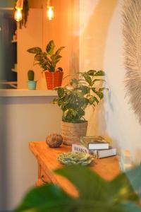 弗洛里亚诺波利斯Costa Solar Lagoa的一张木桌,上面有植物和书籍