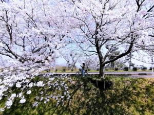 高岛市静かに過ごす室内テント Staying quietly indoor tent的骑摩托车的人,骑在树下,花粉红