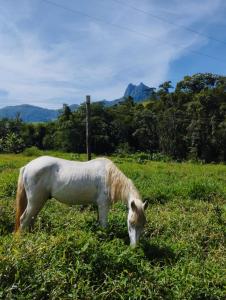 维奥康德马奥Encanto da Pedra的草场上放牧的白马