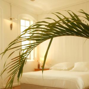 皮特尔角城Maison Victoire, Pointe-à-Pitre的一间卧室配有一张床和一个棕榈植物