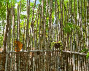 巴亚希贝GuaiGüí Bayahibe的竹林中的一群树木