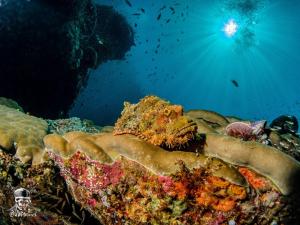 Pulau Mansuar拉贾安帕潜水旅馆的近海珊瑚礁