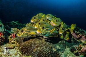 Pulau Mansuar拉贾安帕潜水旅馆的一群海龟躺在珊瑚礁上