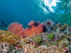 Pulau Mansuar拉贾安帕潜水旅馆的珊瑚礁,有许多不同类型的生物