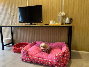 帕府Kinnotel的一只小狗坐在粉红色的狗床上