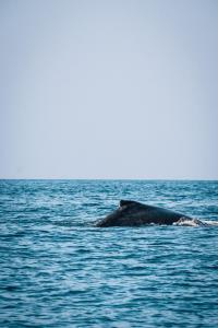 托弗海滩Liquid Dive Adventures的座头鲸在水中游泳