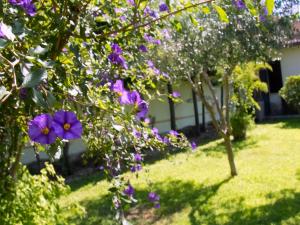 奥斯蒂亚·安提卡图阿奥斯提亚安提卡公寓的种有紫色花和树的花园