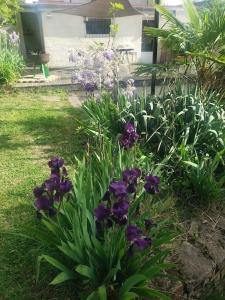 布隆Studio Buena Vista avec terrasse sur jardin的一座花园,在房子前面种有紫色的花朵