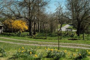 奥德纳尔德in Den Akker的穿过草丛中鲜花盛开的公园的路径