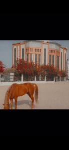 塔伊夫السهم الذهبي للشقق المخدومة的站在建筑物前的棕色马