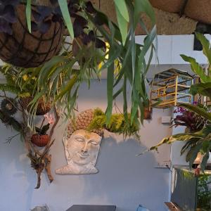 帕纳吉Afonso Guest House的墙上有盆栽植物,头上有顶