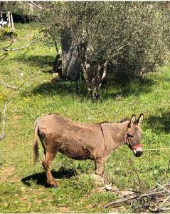 StrnVilla Lavanda的一只棕色驴站在草地上