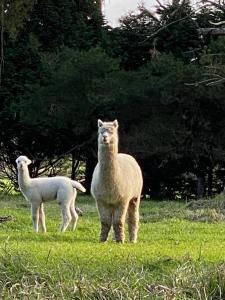 BurrawangRelaxing at acreage farmhouse的两只羊站在草地上