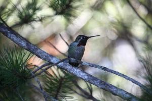 尤克卢利特Westcoast Paradise的栖息在树枝上的 ⁇ 鸟