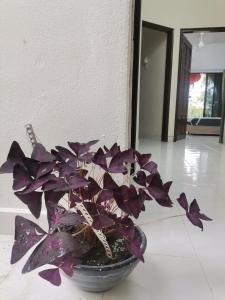 马六甲EBH INN的坐在地板上的锅子里的紫色植物