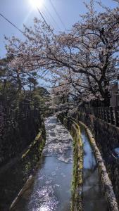 高山桜丸 Sakuramaru的一条有树的河