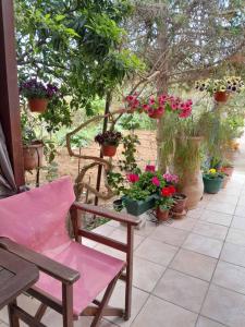 考瑙皮迪亚纳Casa Matzurana的粉红色的椅子坐在种有盆栽植物的庭院里