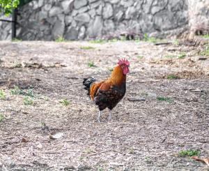 特罗尔Casa rural Bejeque的站在田野的地上的鸡