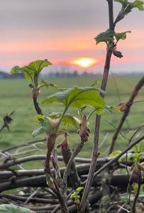 GraftB&B De Pauw - Country Home Cooking的树上新植物,背景是日落