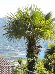 戈尔多拉卡萨苏拉利亚酒店的棕榈树坐在阳台顶部