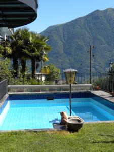 戈尔多拉卡萨苏拉利亚酒店的山景游泳池