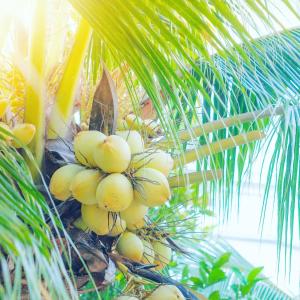 槟知槟椥河畔度假村的棕榈树上悬挂的一束香蕉